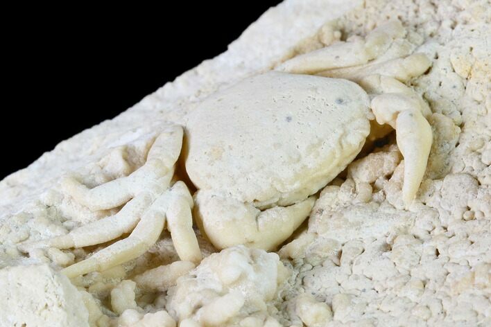 Fossil Crab (Potamon) Preserved in Travertine - Turkey #145054